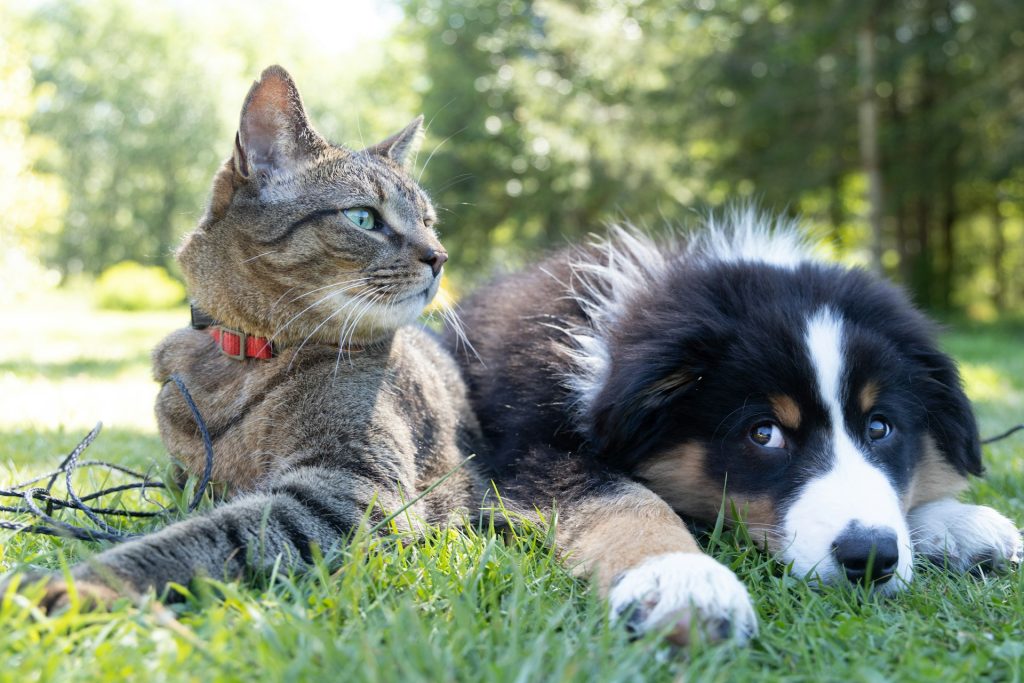 Top HSS Cleaners are good with pets too
