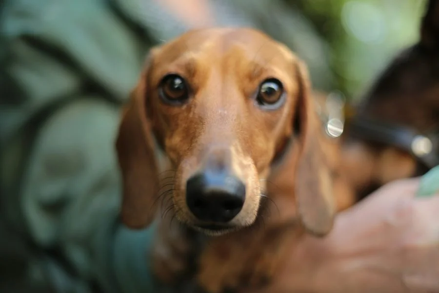 All-our-regular-cleaners-can-attend-homes-with-pets-and-some-even-love-dogs