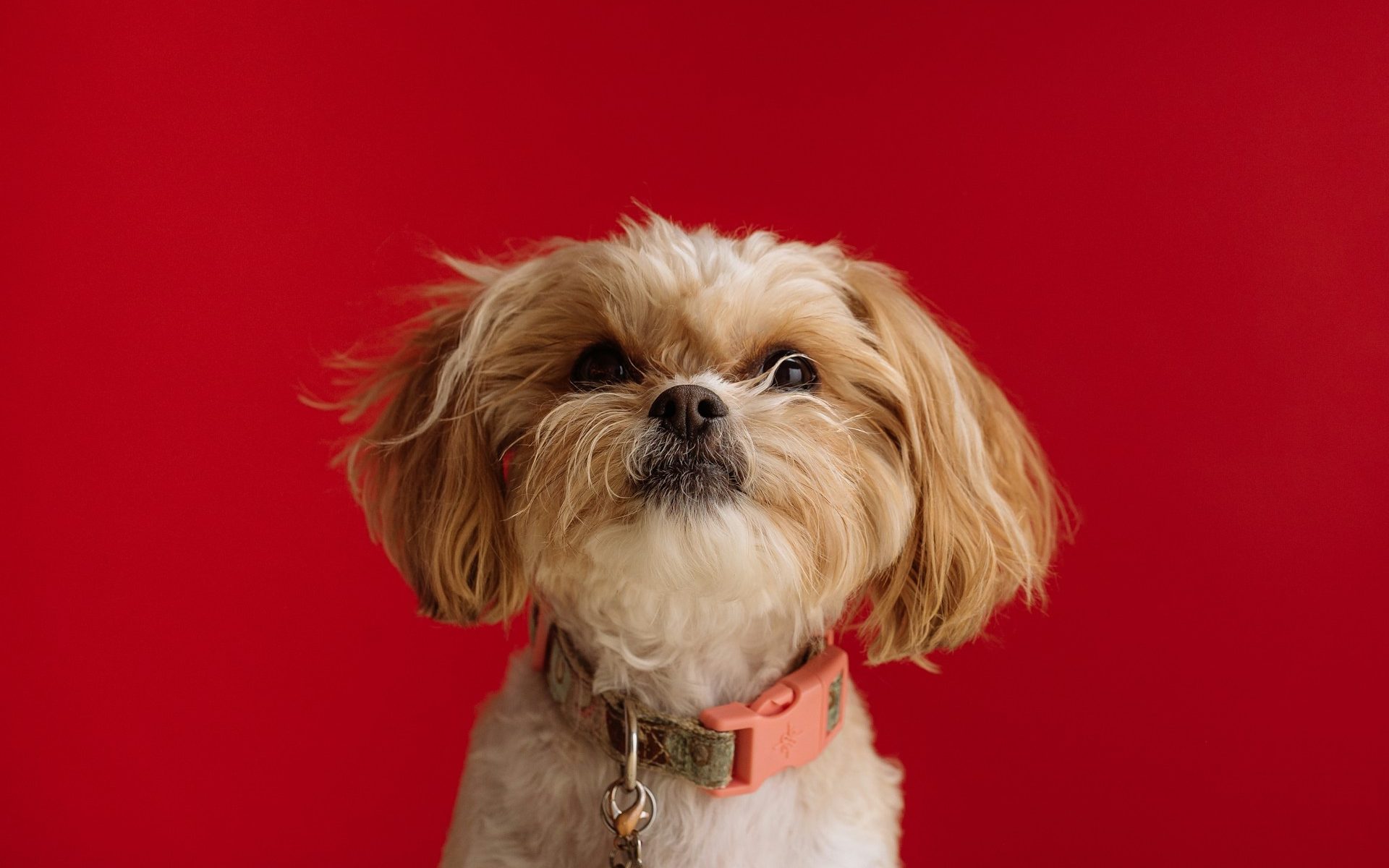What You Need to Know About Pet-Sitting Services in Singapore