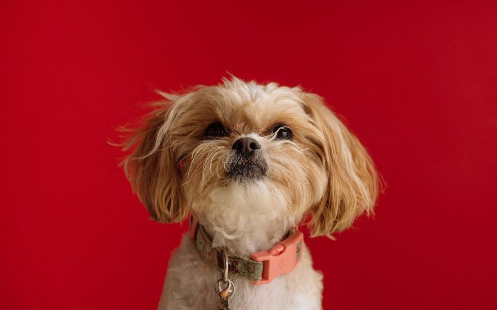 Get someone to take care of your dog whilst you are busy