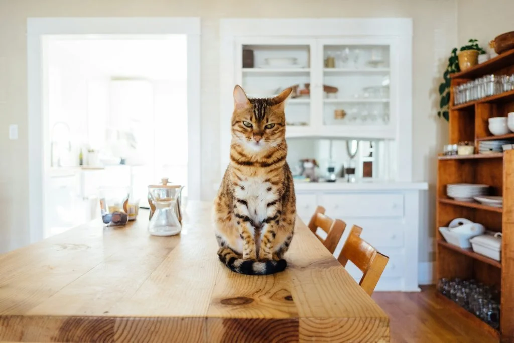 Keep your house tidy and keep your pets happy at the same time