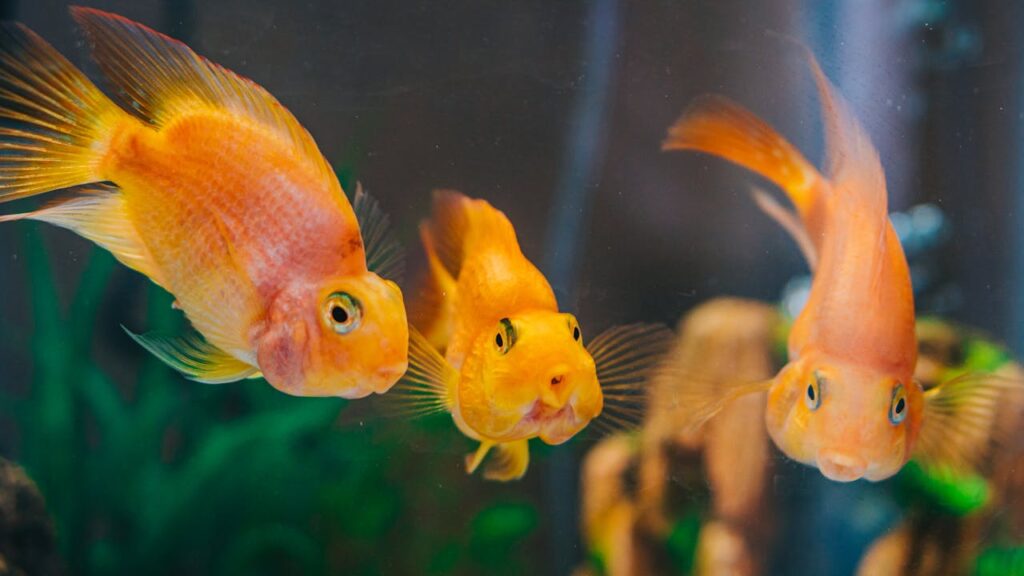 Fish Tank Cleaning Help is Here