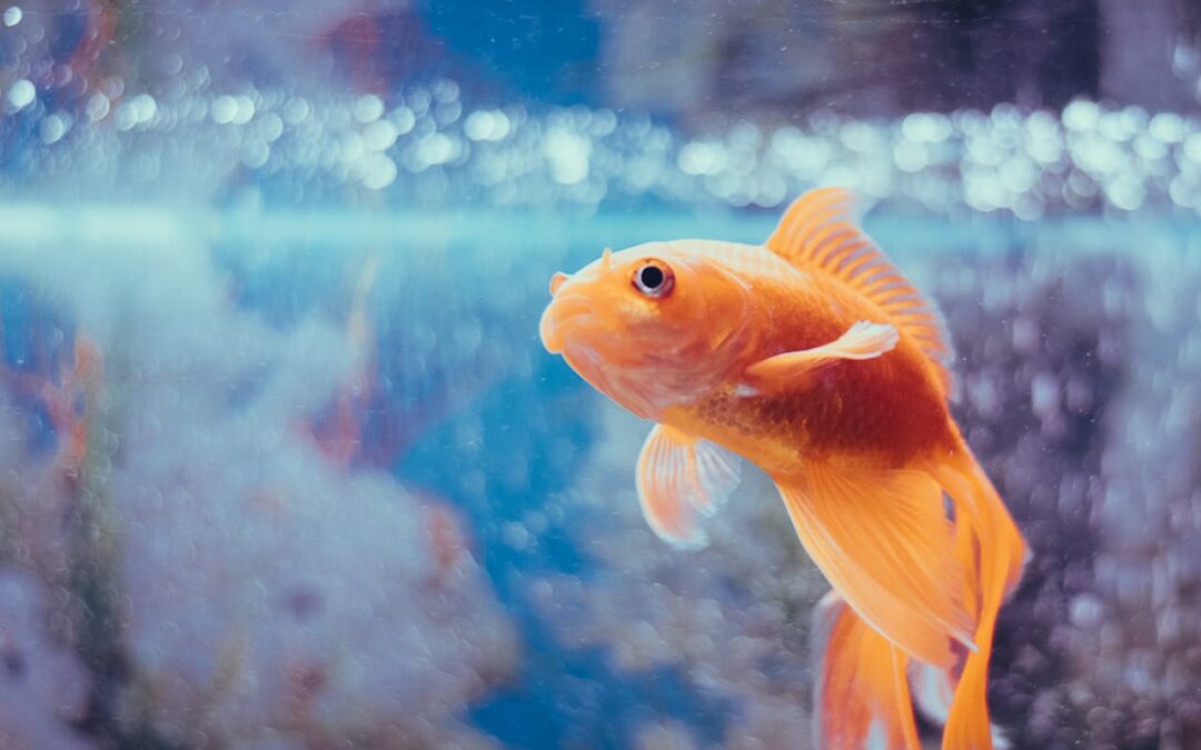 Professional Fish Tank Cleaning Services in Singapore | MEIDE Singapore