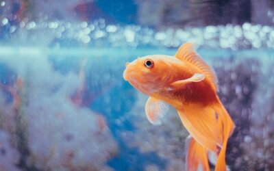 Professional Fish Tank Cleaning Services in Singapore | MEIDE Singapore